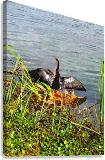 Anhinga Spreading Wings Canvas Print