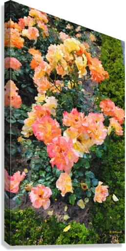 Orange Flowers Canvas Print