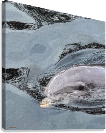 Dolphin  Canvas Print