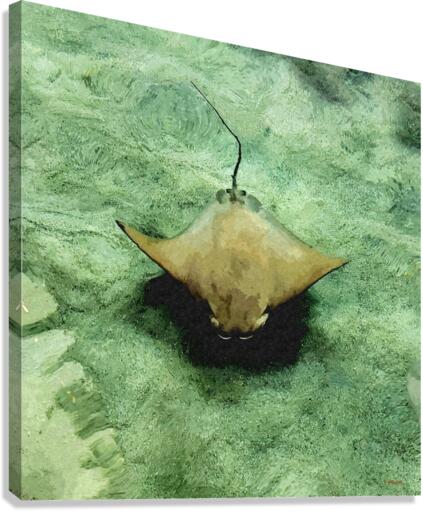 Stingray Canvas Print