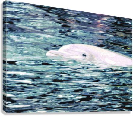 Dolphin 2 Canvas Print