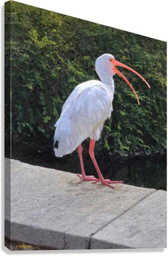 White Ibis Canvas Print