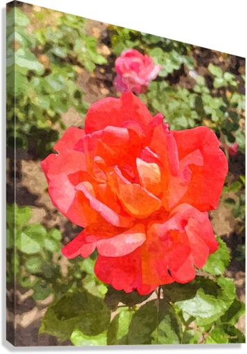 Single Rose Canvas Print