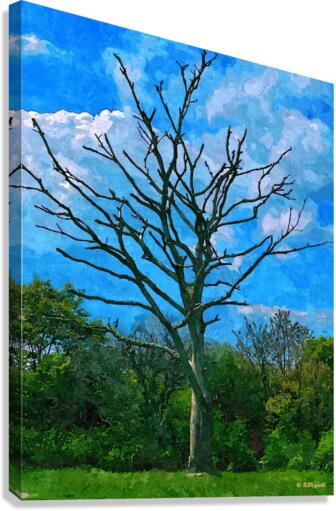Lone Tree Canvas Print