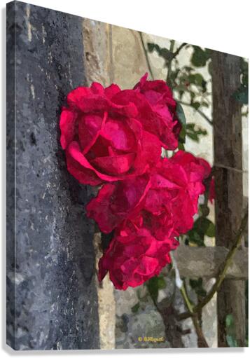 Red Roses Canvas Print