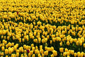 Field of Gold: Vibrant Yellow Tulips in Bloom