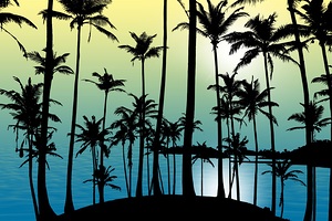 Tropical Palm Shadows