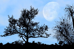 Birds Under Moonlight