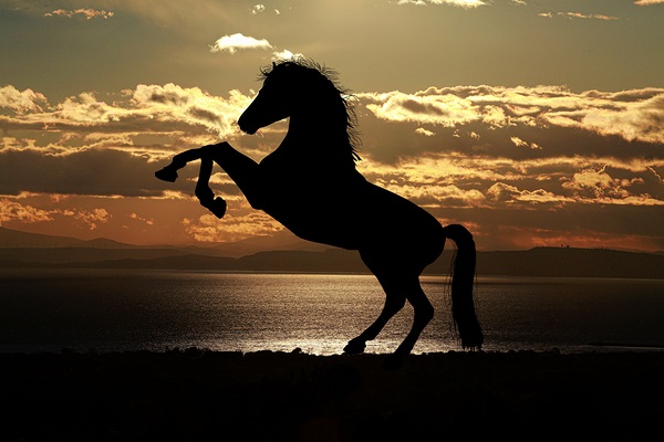 Majestic Freedom: Wild Horse at Sunset Print