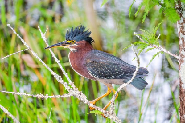 Green Backed Heron by Heather Schmuki