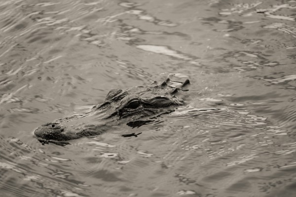 The Graceful Predator by Heather Schmuki