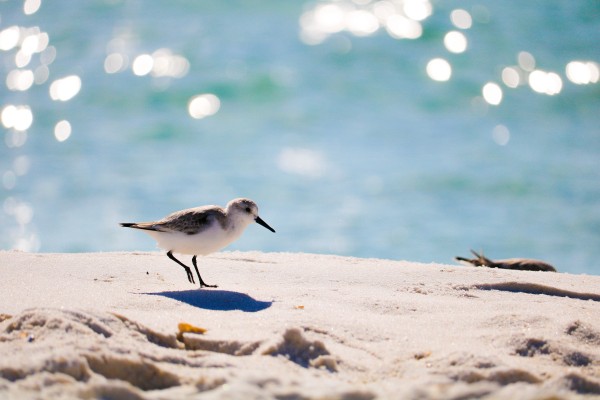 Coastal Bird by Heather Schmuki