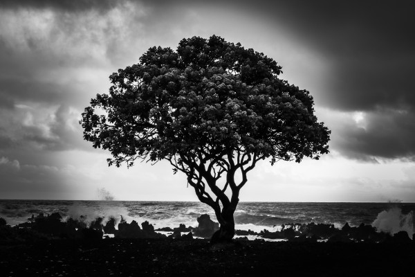 Tangled Tree by Heather Schmuki