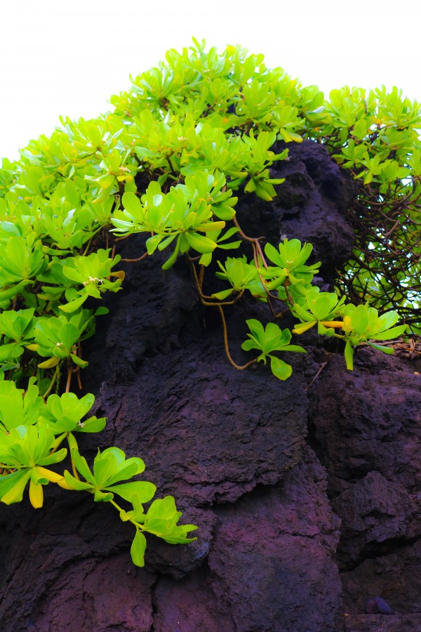 Black Rock by Heather Schmuki