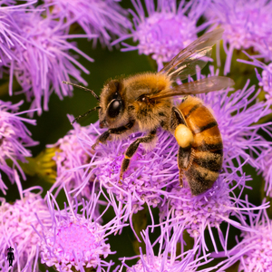 Bee on Flowers