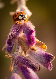 Ladybug of Feather Flowers