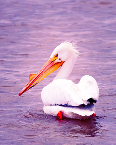 Pelican Swims to Goth Club