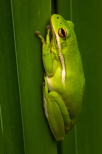 Pretty Frog