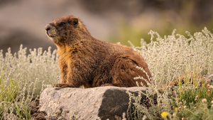 Rocky Mountain Sphinx
