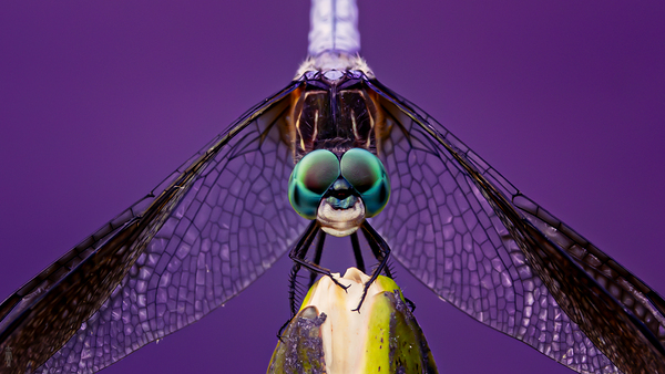 Dragonfly Staring Contest Print