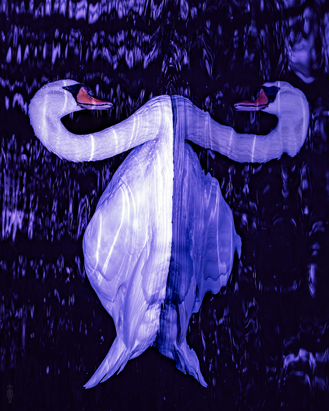 Swan Night Reflection Print
