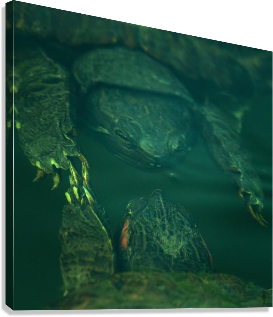 Turtles  Canvas Print