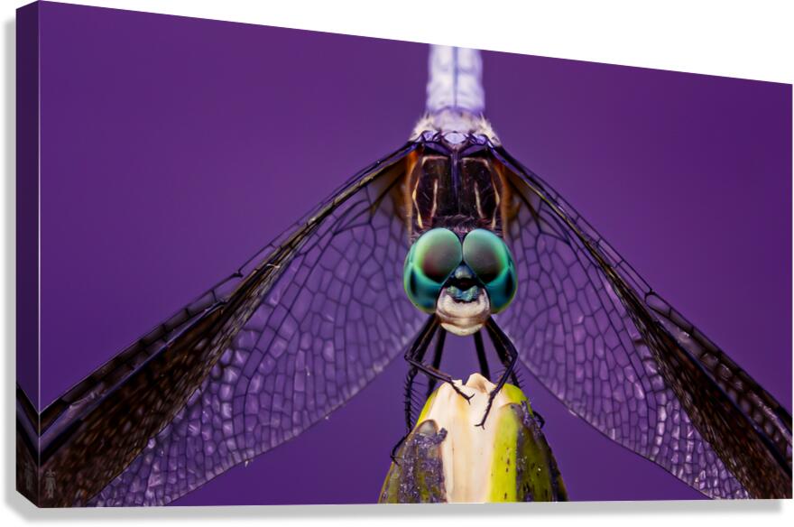 Dragonfly Staring Contest Canvas Print