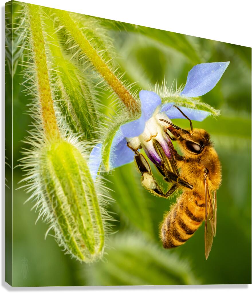 Bee Drinking From Star Canvas Print