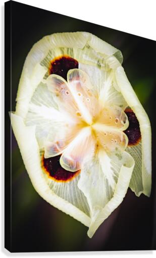 Flower With Drops Canvas Print