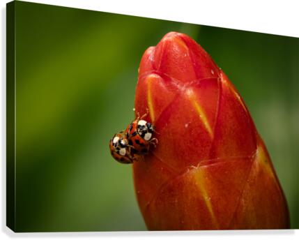 Ladybugs Canvas Print