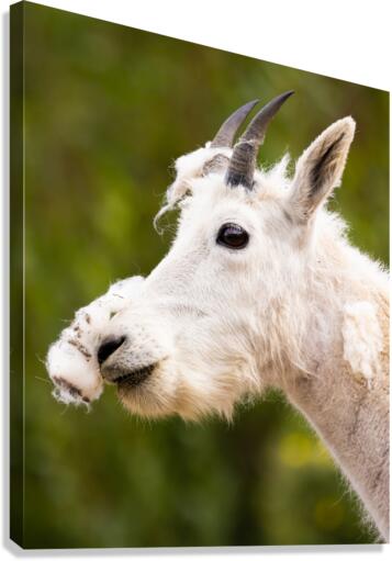 Wardrobe Change Canvas Print