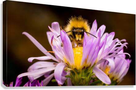 Staring Contest Canvas Print