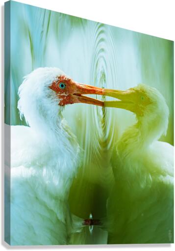 Reflections Canvas Print