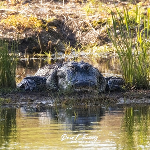 IMG 0922GatorFace2 Resize24x24