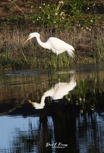 IMG 1953WhiteHeronReflections