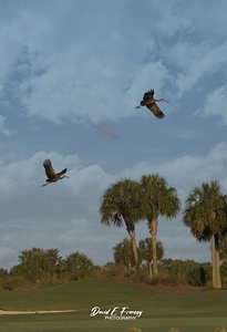 IMG 2180LimkinsInFlight