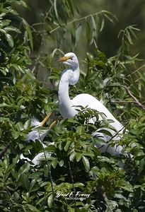 IMG 2453WhiteHeronAndChicks24x30