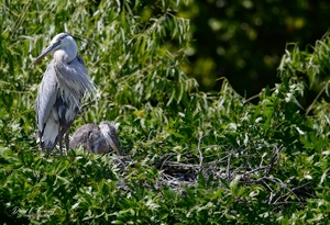 IMG 2567GreatBlueHeronAndChicks