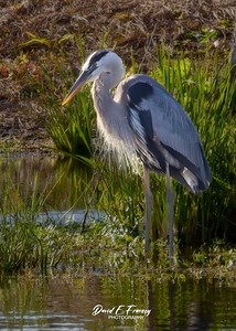 IMG 2674Heron