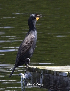 IMG 2793Cormorant