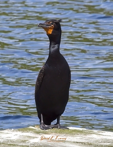 IMG 2826Cormorant