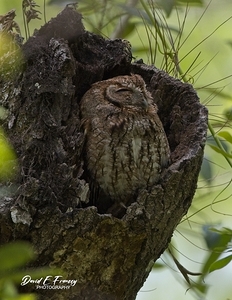 IMG 2930SleepingOwl