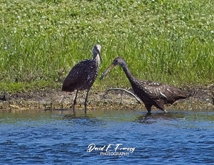 IMG 4585Limpkins
