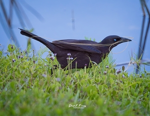 IMG 4887Grackle