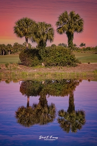 IMG 4932PalmReflections