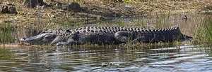 IMG 9764Gator38x13