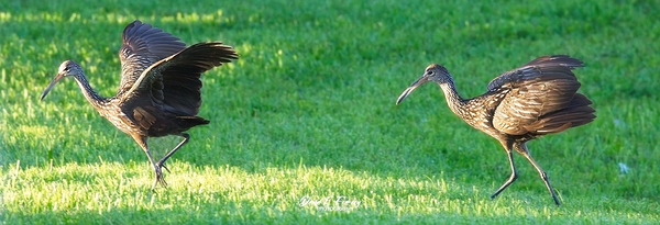IMG 2112Limpkins Print