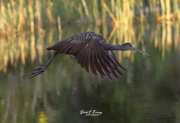 IMG 2120FlyingLimpkin Print