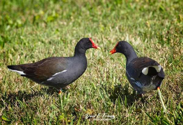 IMG 2263Moorhen Print