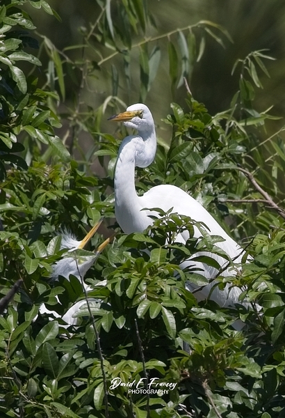 IMG 2453WhiteHeronAndChicks24x30 Print